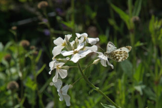 Hesperis matronalis 'Alba'Damastbloem  bestellen